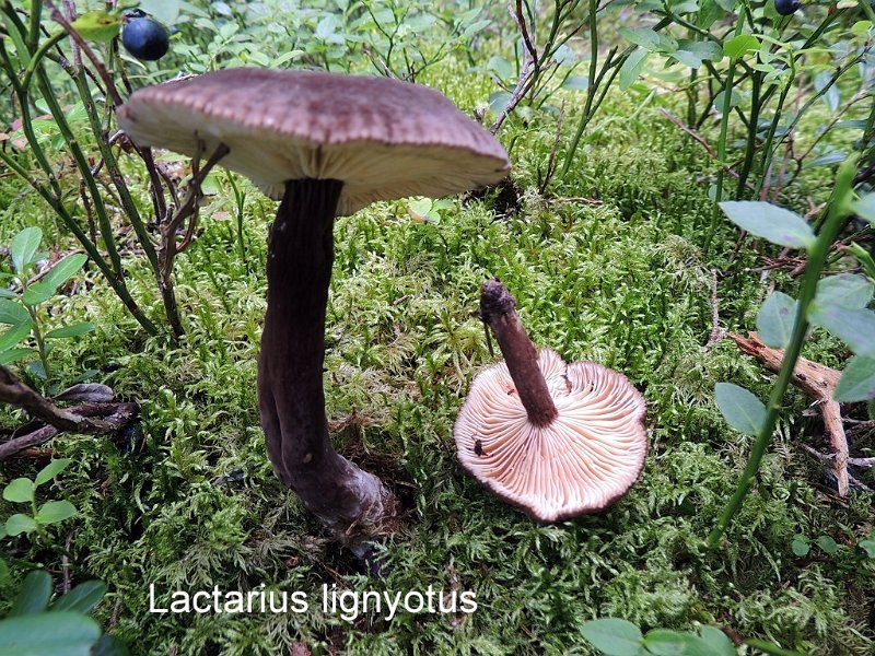 Lactarius lignyotus-amf2046-a.jpg - Lactarius lignyotus ; Nom français: Lactaire velours, Lactaire couleur de suie